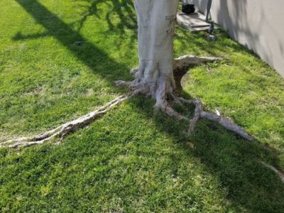 tree roots